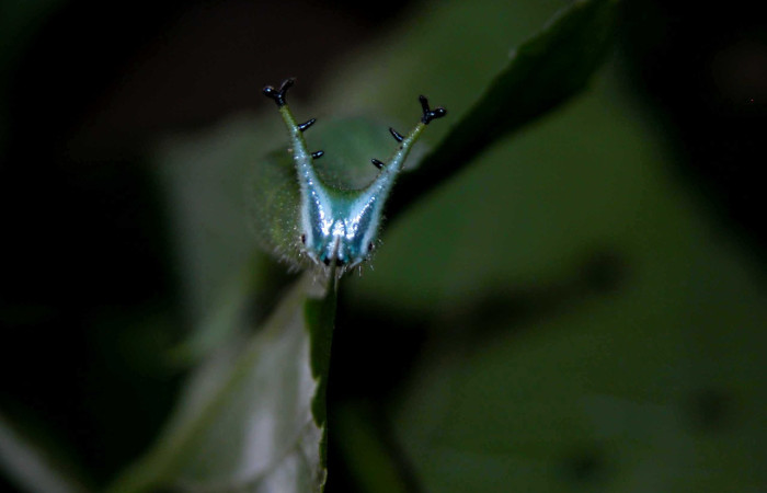 Figura 6. Larva <i>Doxocopa excelsa</i> (Nymphalidae), color verde, cabeza color celeste posición frontal, último estadio, mide 44 mm aproximadamente. Planta hospedera <i>Celtis iguanaea</i> (Cannabaceae). Voucher: 04-SRNP-46849-DHJ402285.jpg