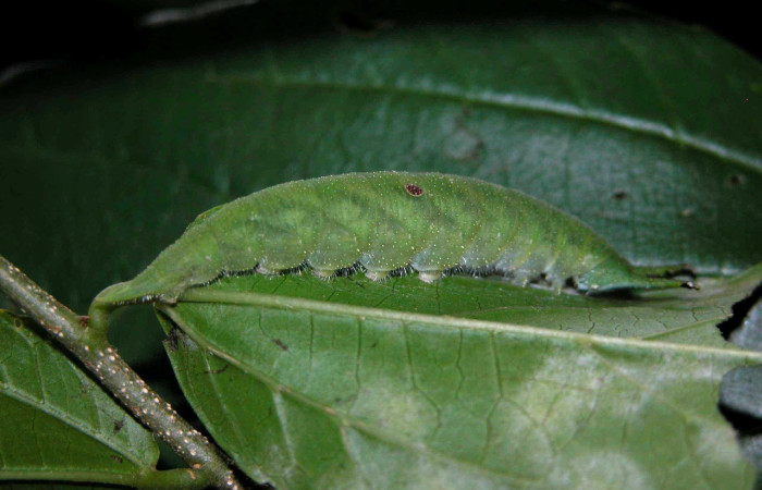 Figura 7. Larva <i>Doxocopa excelsa</i> (Nymphalidae), color verde, posición lateral, último estadio, mide 44 mm aproximadamente. Planta hospedera <i>Celtis iguanaea</i> (Cannabaceae). Voucher: 04-SRNP-46849-DHJ402288.jpg.