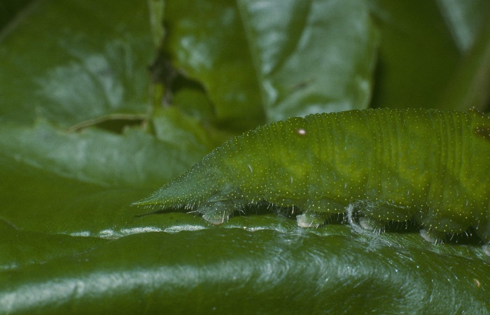 Figura 8. Larva <i>Doxocopa excelsa</i> (Nymphalidae), color verde, posición lateral tracera, último estadio, mide 44 mm aproximadamente. Planta hospedera <i>Celtis iguanaea</i> (Cannabaceae). Voucher: 05-SRNP-45115-DHJ89151.jpg.