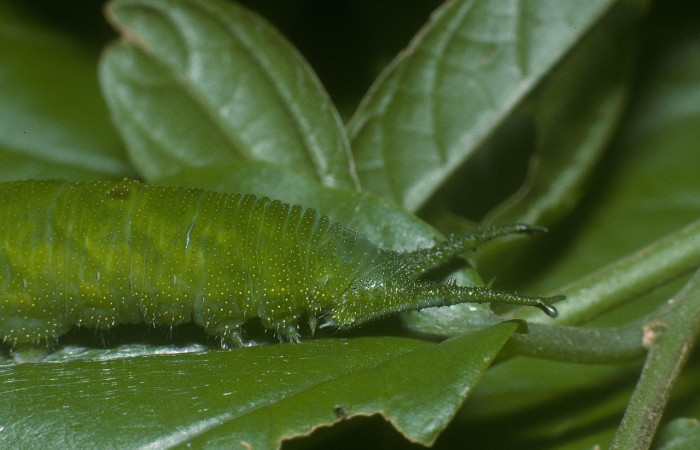 Figura 9. Larva <i>Doxocopa excelsa</i> (Nymphalidae), color verde, posición lateral frontal, último estadio, mide 44 mm aproximadamente. Planta hospedera <i>Celtis iguanaea</i> (Cannabaceae). Voucher: 05-SRNP-45115-DHJ89161.jpg