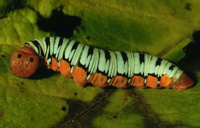 Fig. 10 Larva <i>Ectomis pervivax</i> (Hesperiidae),  mide 24mm. Casa Potrero Grande, Sector Santa Elena, 92-SRNP-183-DHJ14834.jpg