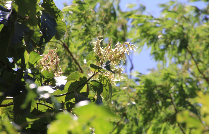 Fig. 13 Fruto y hojas [I]Triplaris melaenodendron</i> (Polygonaceacea), mide 20mts. Ojochal, Sector Santa Elena, 675m. Foto R.Moraga.