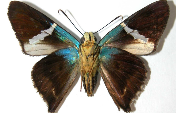 Fig. 2 Adulto <i>Ectomis pervivax</i> (Hesperiidae), vista ventral hembra mide 24mm. Casa Potrero Grande, Sector Santa Elena, 03-SRNP-27214-DHJ39537