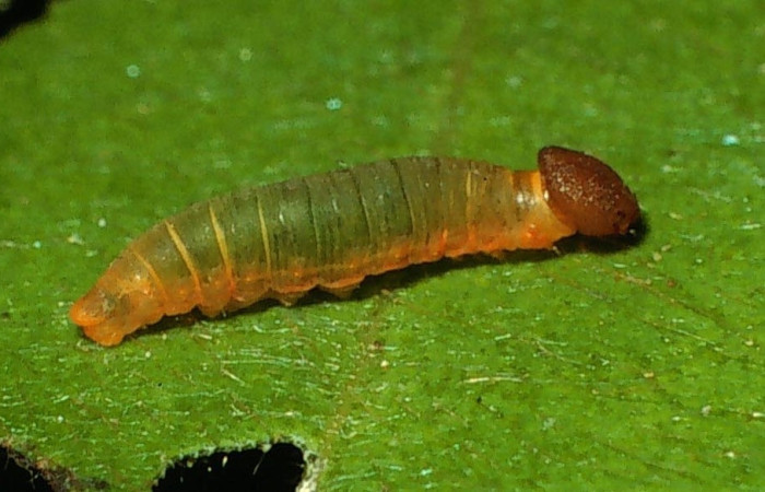 Fig. 5 Larva <i>Ectomis pervivax</i> (Hesperiidae), vista dorsal segundo estadio, mide 24mm. Casa Potrero Grande, Sector Santa Elena, 03-SRNP-679-DHJ71666.