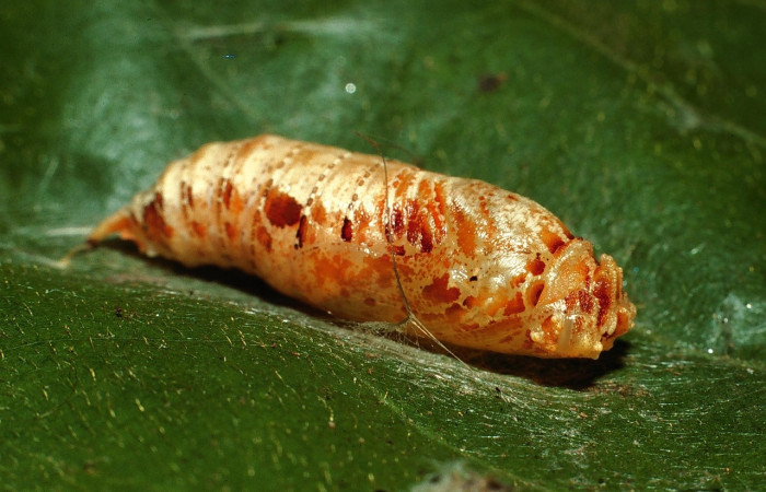 Fig. 7 Pupa <i>Ectomis pervivax</i> (Hesperiidae), vista dorsal  mide 24mm. Casa Potrero Grande, Sector Santa Elena, 03-SRNP-285-DHJ71519.jpg