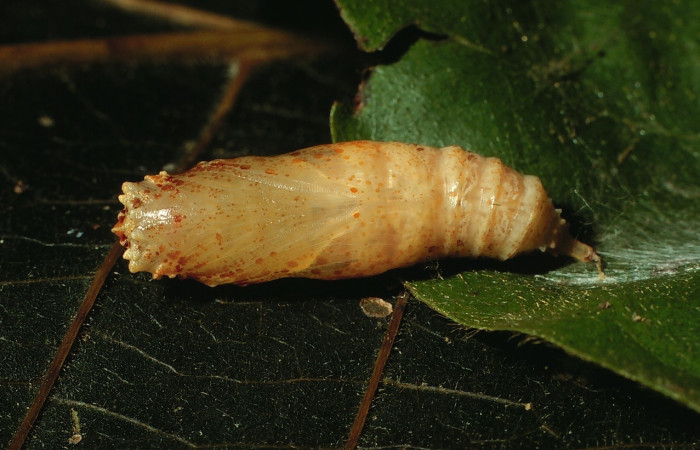 Fig. 8 Pupa <i>Ectomis pervivax</i> (Hesperiidae), mide 24mm. Casa Potrero Grande, Sector Santa Elena, 03-SRNP-285-DHJ71521.jpg
