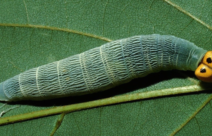 Fig. 9 Larva <i>Ectomis kanshul </i> (Hesperiidae),  mide 24mm. Quebrada San Fansico, Sector San Cristóbal 03-SRNP-6091-DHJ74154.jpg