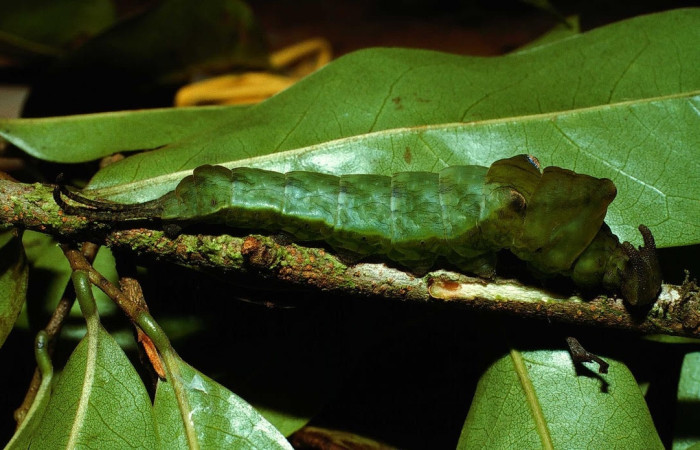 Fig.10 Larva <i>Archaeoprepona centralis</i>, (Nymphalidae), se alimenta  <i>Annona muricata</i> (introducido), (Annonaceae), mostrando la parte lateral entero. Voucher: 01-SRNP-25172-DHJ64003.jpg.