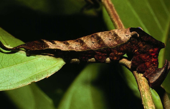 Fig.12 Larva <i>Archaeoprepona centralis</i>, (Nymphalidae), se alimenta  <i>Annona muricata</i> (introducido), (Annonaceae), mostrando la parte lateral entero. Voucher: 02-SRNP-2966-DHJ65707.jpg.