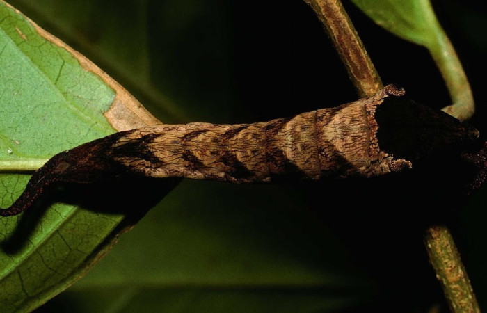 Fig.13 Larva <i>Archaeoprepona centralis</i>, (Nymphalidae), se alimenta  <i>Annona muricata</i> (introducido), (Annonaceae), mostrando la parte dorsal entero. Voucher: 02-SRNP-2966-DHJ65709.jpg.