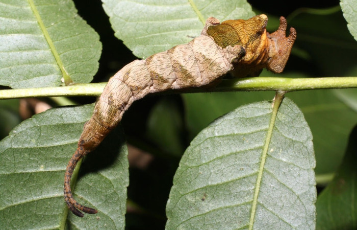 Fig.14 Larva <i>Archaeoprepona centralis</i>, (Nymphalidae), se alimenta  <i>Annona muricata</i> (introducido), (Annonaceae), mostrando la parte dorsal entero. Voucher: 12-SRNP-22228-DHJ493382.jpg.