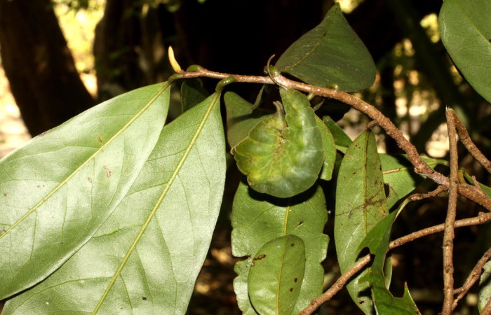 Fig.15 Prepupa <i>Archaeoprepona centralis</i>, (Nymphalidae), se alimenta  <i>Annona muricata</i> (introducido), (Annonaceae), mostrando la parte prepupa colgada de una rama. Voucher: 11-SRNP-12001-DHJ480990.jpg.