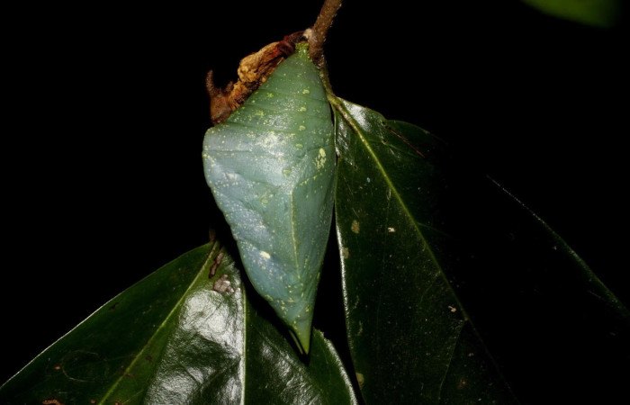 Fig.16 Pupa <i>Archaeoprepona centralis</i>, (Nymphalidae), se alimenta  <i>Annona muricata</i> (introducido), (Annonaceae), mostrando la parte de la pupa lateral entero. Voucher: 11-SRNP-12001-DHJ481028.jpg.
