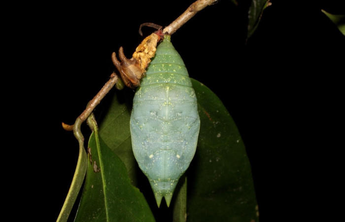 Fig.17 Pupa <i>Archaeoprepona centralis</i>, (Nymphalidae), se alimenta  <i>Annona muricata</i> (introducido), (Annonaceae), mostrando la parte pupa dorsal entero. Voucher: 11-SRNP-12001-DHJ481029.jpg.