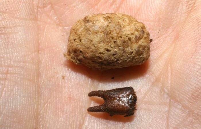 Fig.18 Capullos de parásitos Cotesia Whitfield24 de la familia Braconidae (avispas) en larva <i>Archaeoprepona centralis</i>, (Nymphalidae), se alimenta  <i>Maripa nicaraguensis</i>, (Convolvulaceae). Voucher: 05-SRNP-5071-DHJ436355.jpg.
