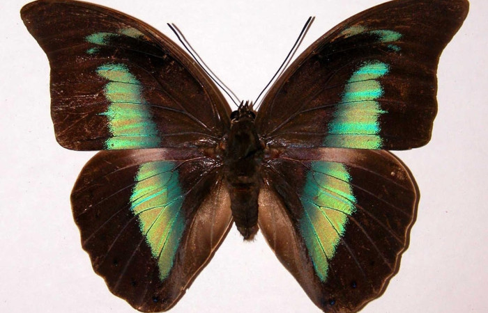 Fig.1 Adulto <i>Archaeoprepona centralis</i>, Nymphalidae, hembra mostrando la parte dorsal. Voucher: 98-SRNP-6820-DHJ39044.