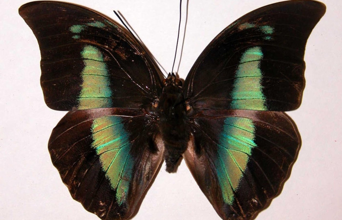 Fig.3 Adulto <i>Archaeoprepona centralis</i>, Nymphalidae, macho mostrando la parte dorsal. Voucher: 01-SRNP-15924-DHJ39048.