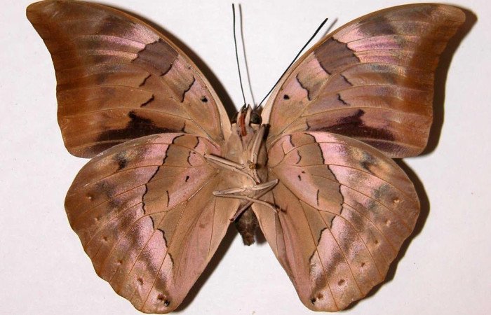 Fig.4 Adulto <i>Archaeoprepona centralis</i>, Nymphalidae, hembra mostrando la parte ventral. Voucher: 01-SRNP-15924-DHJ39049.