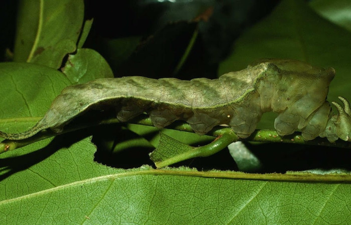 Fig.5 Larva <i>Archaeoprepona centralis</i>, (Nymphalidae), se alimenta  <i>Annona muricata</i> (introducido), (Annonaceae), mostrando la parte lateral entero. Voucher: 01-SRNP-15924-DHJ63796.jpg.