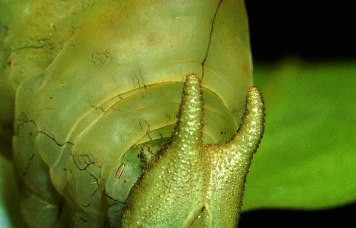 Fig.6 Larva <i>Archaeoprepona centralis</i>, (Nymphalidae), se alimenta  <i>Annona muricata</i> (introducido), (Annonaceae), mostrando la parte cabeza. Voucher: 01-SRNP-15924-DHJ63809.jpg.