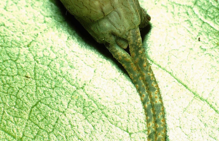 Fig.7 Larva <i>Archaeoprepona centralis</i>, (Nymphalidae), se alimenta  <i>Annona muricata</i> (introducido), (Annonaceae), mostrando la parte trasera. Voucher: 01-SRNP-15924-DHJ63812.jpg.