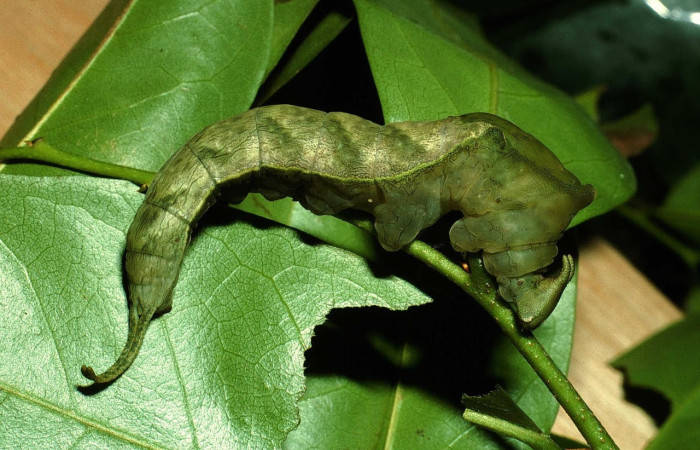 Fig.8 Larva <i>Archaeoprepona centralis</i>, (Nymphalidae), se alimenta  <i>Annona muricata</i> (introducido), (Annonaceae), mostrando la parte lateral entero. Voucher: 01-SRNP-15924-DHJ63814.jpg.