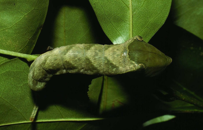 Fig.9 Larva <i>Archaeoprepona centralis</i>, (Nymphalidae), se alimenta  <i>Annona muricata</i> (introducido), (Annonaceae), mostrando la parte lateral entero. Voucher: 01-SRNP-15924-DHJ63815.jpg.