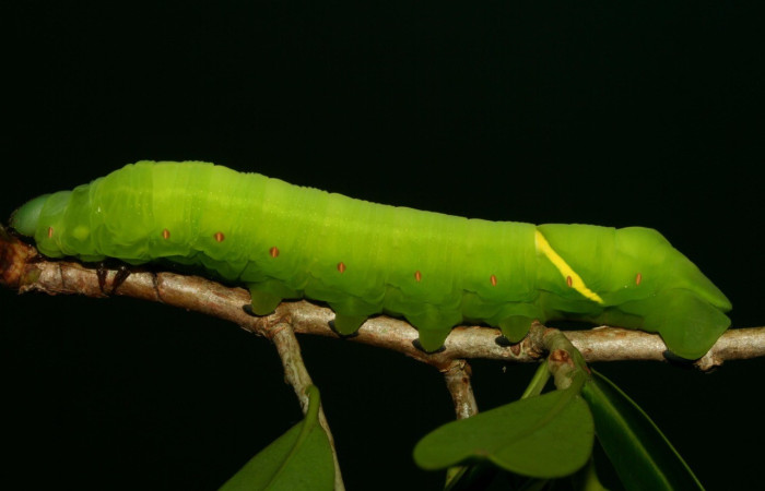  Larva en posición lateral de <i>Eumorpha</i> obliquusDHJ02 (Sphingidae).Último estadio.  Sector San Cristóbal, Finca San Gabriel. Voucher: 12-SRNP-2012-DHJ487112.jpg.