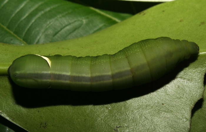  Larvas en posición dorsal de <i>Eumorpha</i> obliquusDHJ02 (Sphingidae).PU estadio.  Sector Pitilla, Bullas. Voucher: 12-SRNP-70973-DHJ495287.jpg