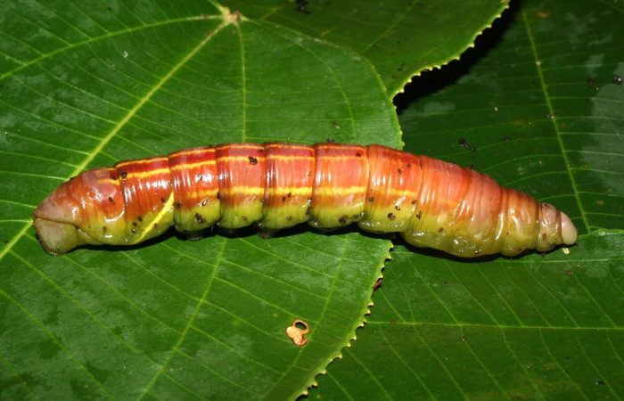  Prepupa en posición lateral de <i>Eumorpha</i> obliquusDHJ02 (Sphingidae). Sector Pitilla, Bullas. Voucher: 12-SRNP-70876-DHJ495192.jpg.