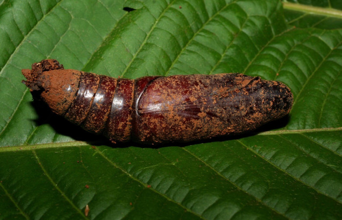  Pupa en posición dorsal de <i>Eumorpha</i> obliquusDHJ02 (Sphingidae). Sector Pitilla, Bullas. Voucher: 12-SRNP-70876-DHJ495193.jpg.