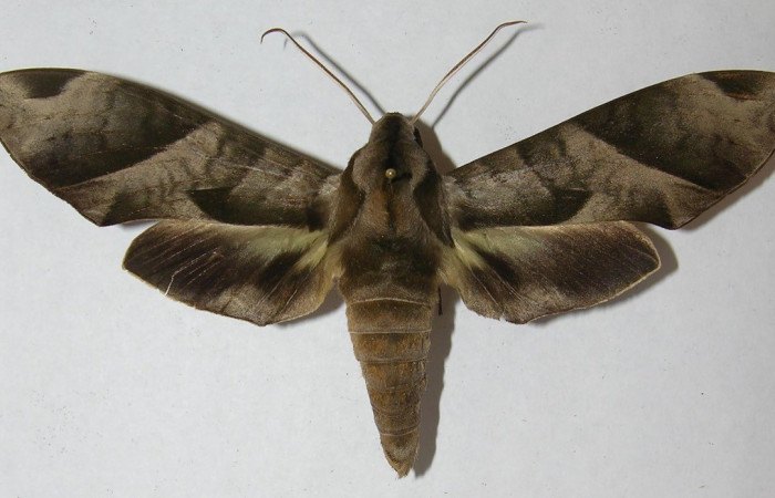  Adulto posición dorsal de <i>Eumorpha</i> obliquusDHJ02 (Sphingidae) . Sector San Cristóbal, Finca San Gabriel. Voucher 12-SRNP-2065-DHJ566622.