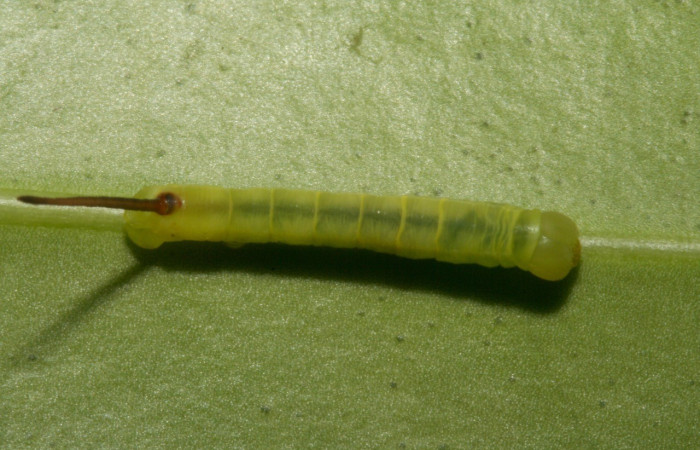  Larva en posición dorsal de <i>Eumorpha</i> obliquusDHJ02 (Sphingidae).II estadio.  Sector San Cristóbal, Finca San Gabriel. Voucher: 12-SRNP-2243-DHJ487149.jpg.