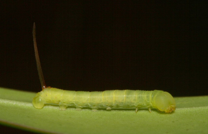  Larva en posición lateral de <i>Eumorpha</i> obliquusDHJ02 (Sphingidae).II estadio.  Sector San Cristóbal, Finca San Gabriel. Voucher: 12-SRNP-2243-DHJ487150.jpg.