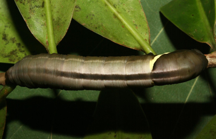  Larvas en posición dorsal de <i>Eumorpha</i> obliquusDHJ02 (Sphingidae).Último estadio.  Sector Pitilla, Bullas. Voucher: 12-SRNP-70973-DHJ495297.jpg.