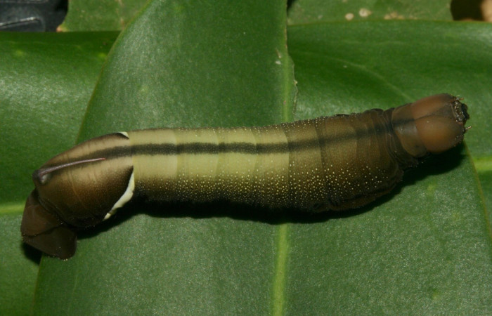 Larva en posición dorsal de <i>Eumorpha</i> obliquusDHJ02 (Sphingidae).PPU estadio.  Sector San Cristóbal, Finca San Gabriel. Voucher: 12-SRNP-2065-DHJ487135.jpg.