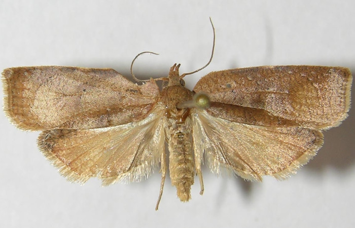 Figura 1. Adulto de <i>Amorbia eccopta</i>:(macho), vista dorsal. (11-SRNP-35119-DHJ546538).