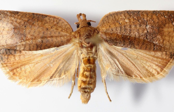 Figura 3. Adulto de <i>Amorbia eccopta</i> (hembra), vista dorsal. (13-SRNP-35280-DHJ587650).