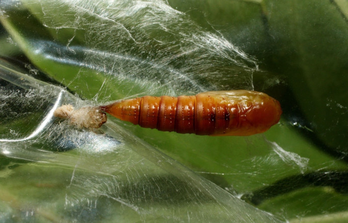 Figura 10. Pupa de <i>Amorbia eccopta</i>, Tortricidae, vista dorsal. Voucher 14-SRNP-35175-DHJ490608.