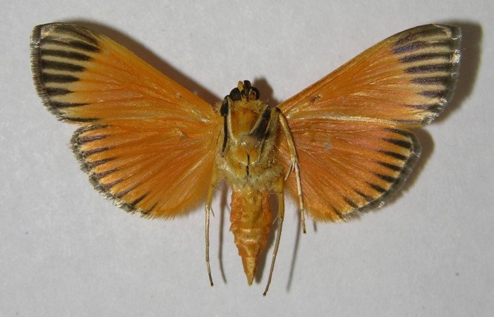 Fig.02. Adulto de <i>Phostria mapetalis</i> (Crambidae), vista ventral. Voucher: 06-SRNP-42413-DHJ353699.jpg.