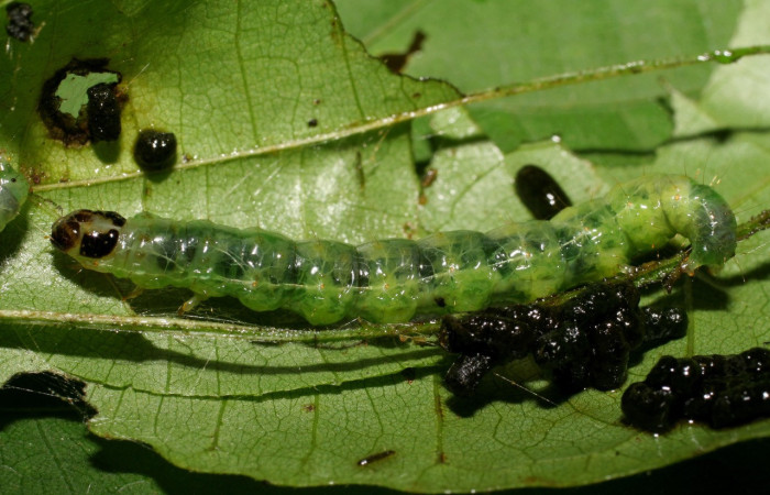 Fig. 03. Larva de <i>Phostria mapetalis</i> (Crambidae), vista lateral, último estadío. 28 mm longitud. Voucher: 07-SRNP-22426-DHJ426530.jpg.