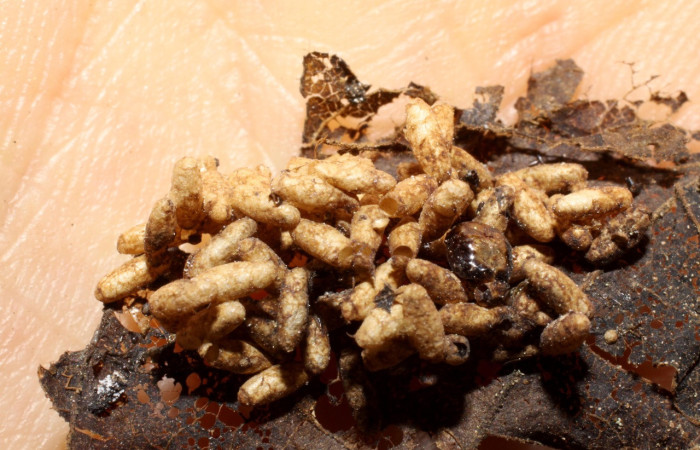 Fig. 05. Capullos del parásito Braconidae: <i>Apanteles marcobustosi</i>, parásito de </i>Phostria mapetalis</i> (Crambidae). Voucher: 04-SRNP-26690-DHJ467663.jpg