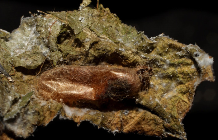 Fig. 06. Capullo del parásito Ichneumonidae: <i>Eiphosoma macrum</i>, parásito de <i>Phostria mapetalis</i> (Crambidae). Voucher: 09-SRNP-22640-DHJ495895.jpg.