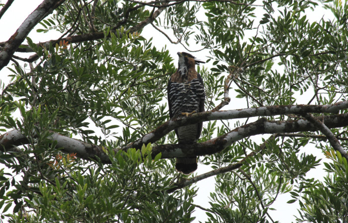 Fig. 1 Ornate Hawk-Eagle (Águila Penachuda) <i>Spizaetus ornatus</i> (Accipitridae) Quebrada Serrano Sector Del Oro; 04 de agosto 2021. Fotografía. Roster Moraga.