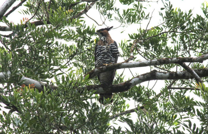 Fig. 2 Ornate Hawk-Eagle (Águila Penachuda) <i>Spizaetus ornatus</i> (Accipitridae) Quebrada Serrano Sector Del Oro; 04 de agosto 2021. Fotografía. Roster Moraga.