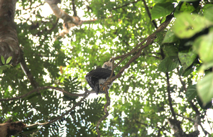 Fig. 3 Juvenil de Ornate Hawk-Eagle (Águila Penachuda) <i>Spizaetus ornatus</i> (Accipitridae) Cañón Rio Mena Sector Del Oro; 01 de noviembre 2018 Fotografía. Roster Moraga.