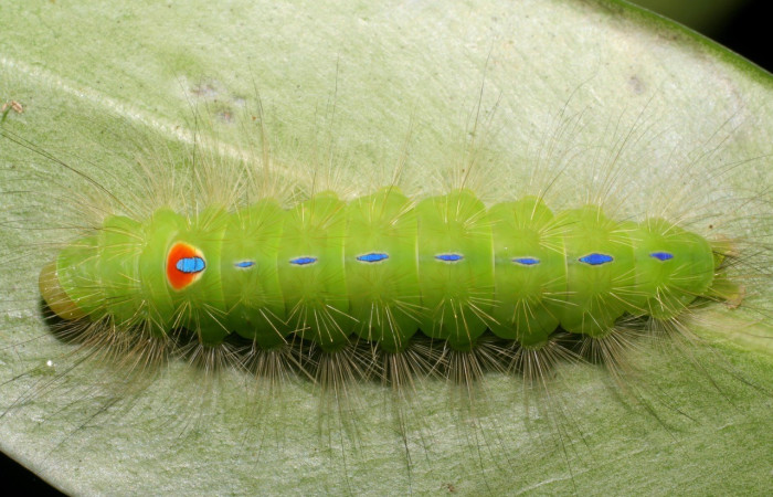 Figura 16. <i>Iscadia argentea</i> (Nolidae), posición lateral, Estación San Cristóbal. Voucher 10-SRNP-756-DHJ467239.jpg.