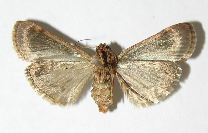 Fig. 29. Adulto de <i>Deuterollyta chlorisalis</i> (Pyralidae), vista dorsal. Voucher: 00-SRNP-22042-DHJ343357.