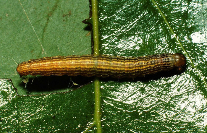 Fig. 1. Larva de <i>Deuterollyta majuscula</i> (Pyralidae), vista dorsal en la planta hospedera <i>Nectandra hihua</i> (Lauraceae). Voucher: 01-SRNP-2566-DHJ60363.jpg