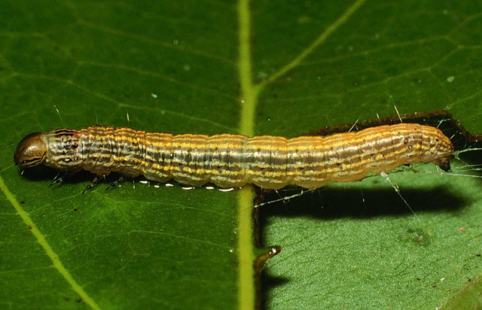 Fig. 14. Larva <i>Deuterollyta basilata</i>, último estadio, alimentándose de la familia (Lauraceae), especie <i>Mespilodaphne veraguensis</i>. Voucher: 08-SRNP-35797-DHJ441365.jpg